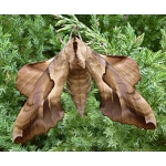 Hissing Hawkmoth Phyllosphingia dissimilis A breeding stock of 5 pupae